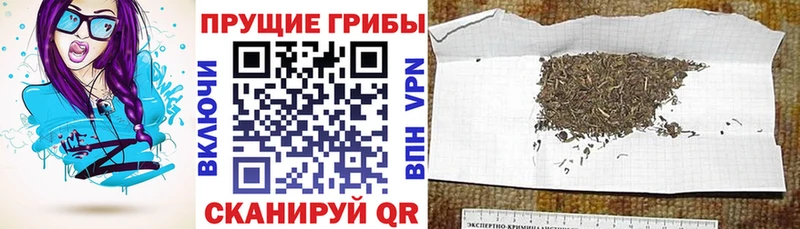 Галлюциногенные грибы Cubensis  Иваново 